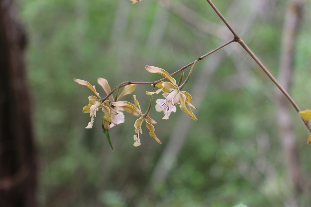 Encyclia trachycarpa (Lindl.) Schltr.
