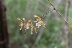 Encyclia trachycarpa