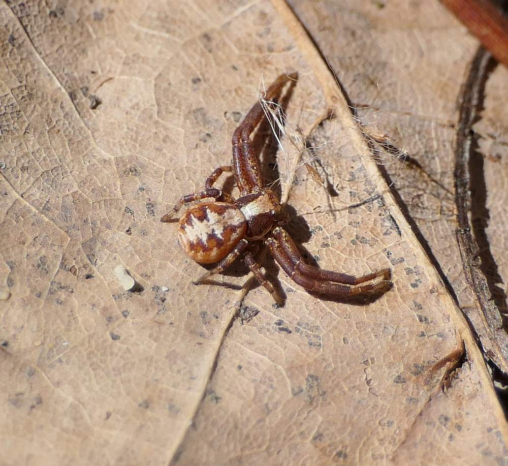 Punctated Ground Crab Spider