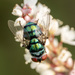 Hairy Maggot Blow Fly - Photo (c) Sakern | 永隔一江水, some rights reserved (CC BY-NC), uploaded by Sakern | 永隔一江水