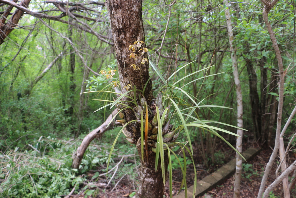 Encyclia trachycarpa (Lindl.) Schltr. 3