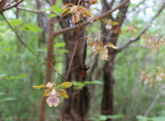Encyclia trachycarpa