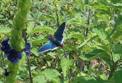 Mysoria barcastus