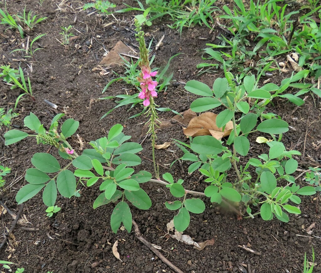 Indigofera schimperi schimperi from Mbuluzi Game Reserve, Eswatini on ...