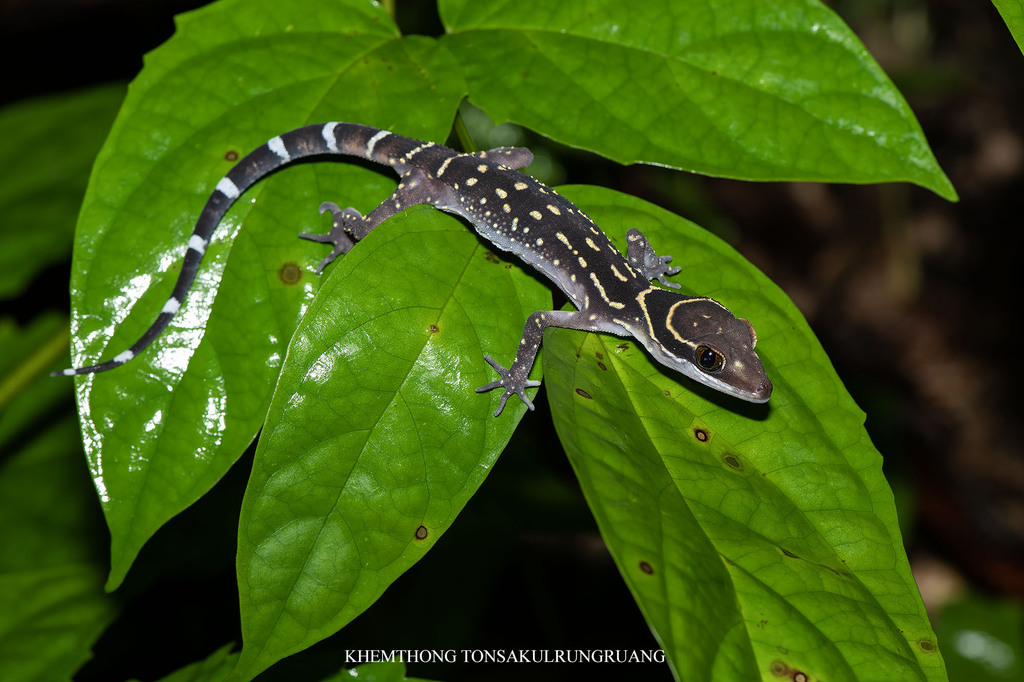 Oldham's Bow-Fingered Gecko