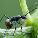 黑棘山蟻 - Photo (c) Rushen，保留部份權利CC BY-NC