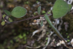 Chenopodium allanii