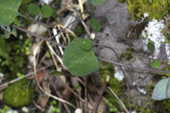 Chenopodium allanii