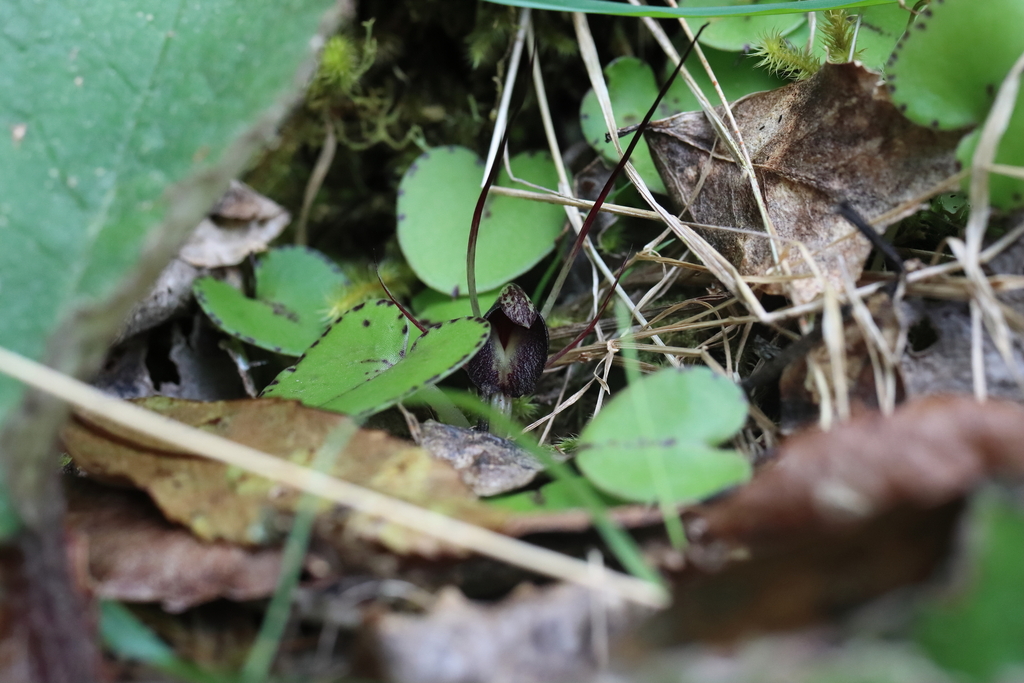 Corybas macranthus