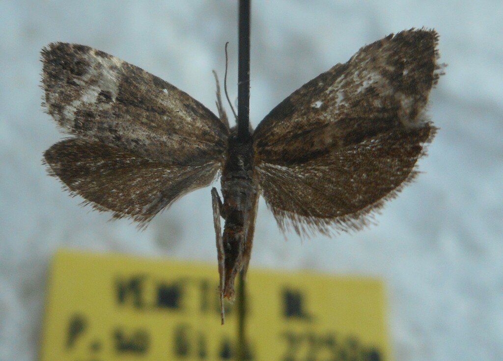 Apotomis fraterculana