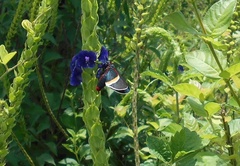 Mysoria barcastus