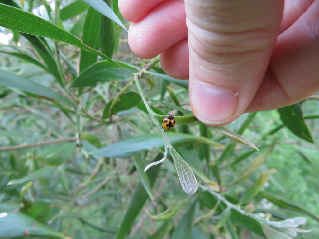 Variable Ladybird Beetle from Brisbane QLD, Australia on November 12 ...