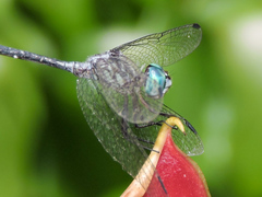 Micrathyria ocellata