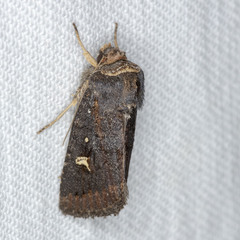 Proteuxoa hydraecioides