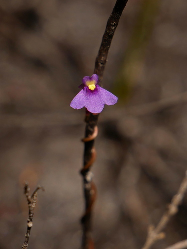 Utricularia helix thumbnail