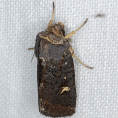 Proteuxoa hydraecioides