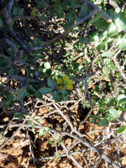 Roepera lichtensteiniana