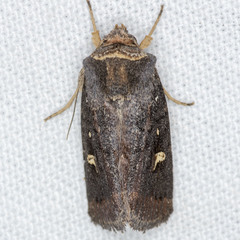 Proteuxoa hydraecioides