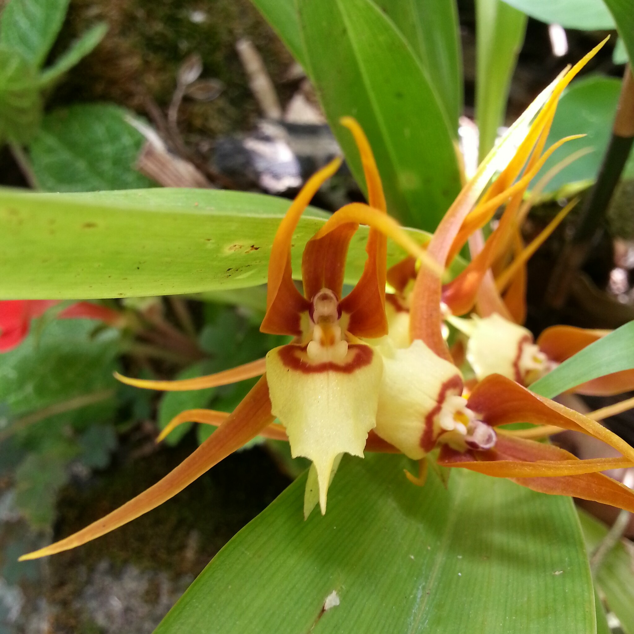 Brassia allenii L.O.Williams ex C.Schweinf. 2