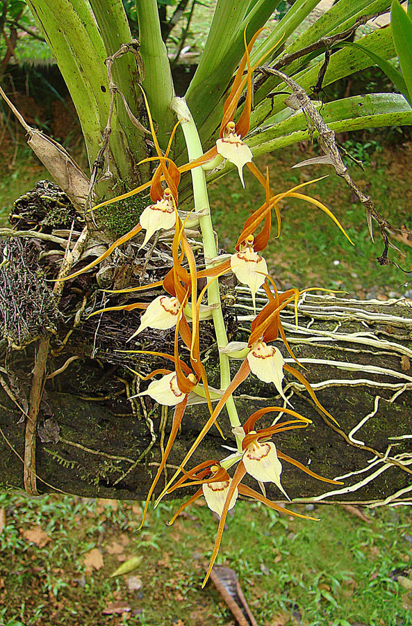 Brassia allenii L.O.Williams ex C.Schweinf. 4