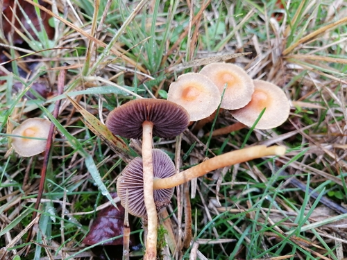 Protostropharia semiglobata — no rights reserved