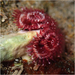 California Christmas Tree Worm - Photo (c) Julia Markey, some rights reserved (CC BY-NC), uploaded by Julia Markey