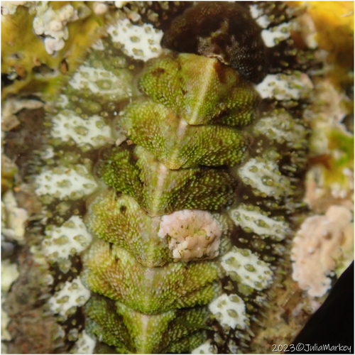 California Spiny Chiton, San Pedro, Los Angeles, CA, USA, photo 9 of 10