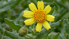 Monolopia lanceolata