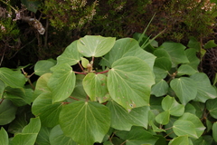 Hedera azorica