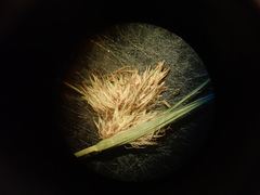 Carex unilateralis