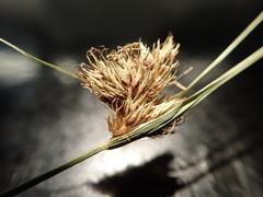 Carex unilateralis