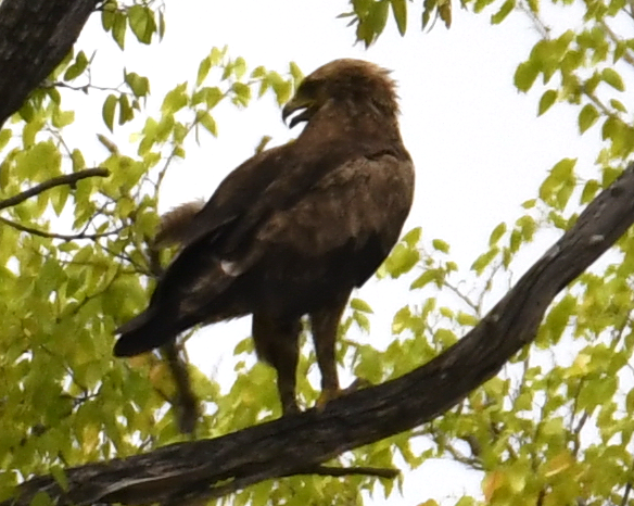 Lesser Spotted Eagle
