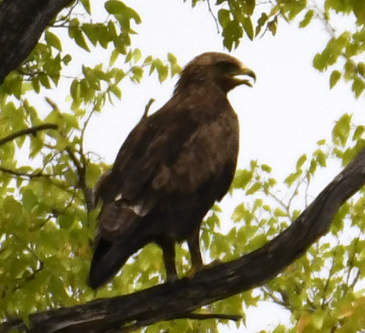 Lesser Spotted Eagle