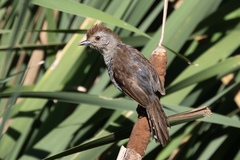 Thamnophilus ruficapillus