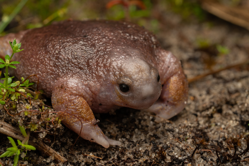Turtle Frog in September 2023 by Dylan Goldspink · iNaturalist
