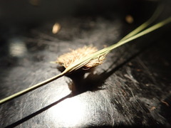 Carex unilateralis