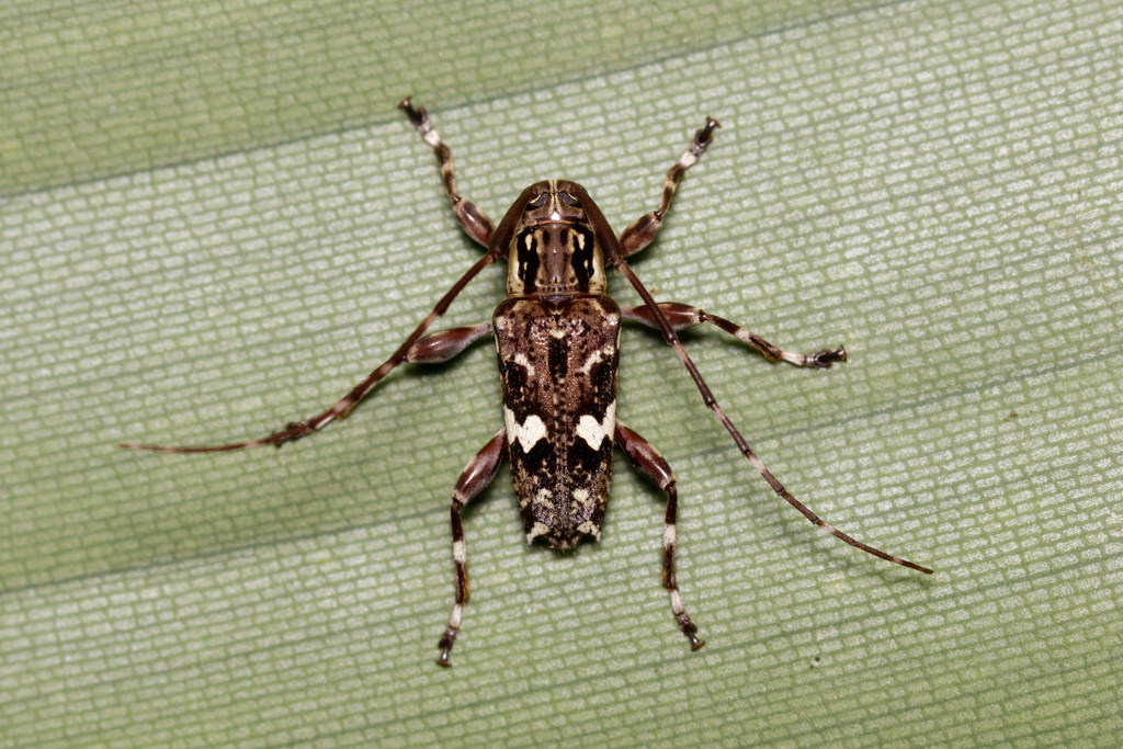 Colobothea distincta