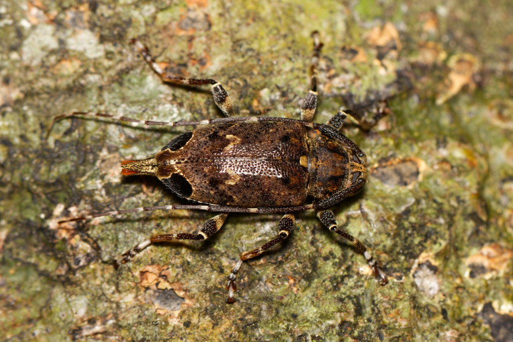 Oedopeza setigera