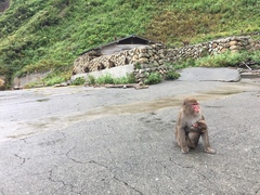 Macaca fuscata fuscata