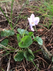 Viola odorata