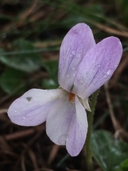 Viola odorata