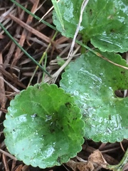 Viola odorata