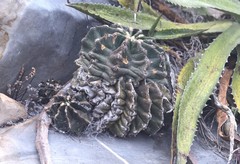 Ferocactus echidne