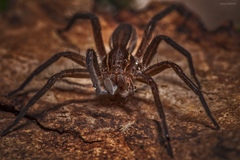 Dolomedes striatus