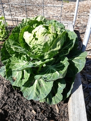 Brassica oleracea gemmifera