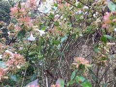 Hierodula patellifera patellifera