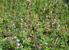Hedeoma acinoides