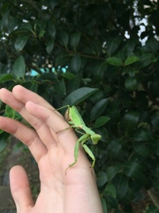 Hierodula patellifera patellifera