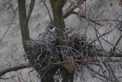 Bubo virginianus lagophonus