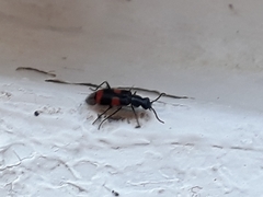 Anthocomus fasciatus